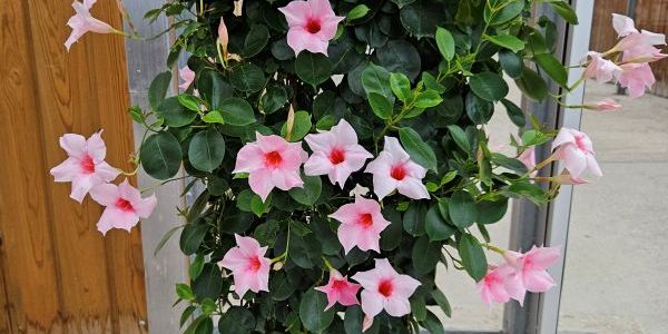 5-printemps