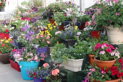 Plantes et fleurs pour votre jardin