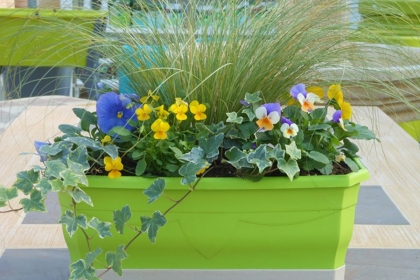 Plantes et fleurs pour votre jardin