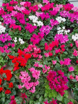 Cyclamens