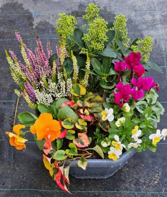 Composition bisanuuelles