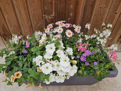 Compositions  florales