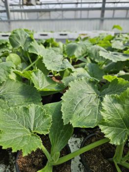 Courgettes