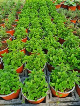 Menthe
