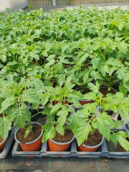Tomates