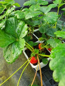 fraise