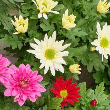 Pour le jardin