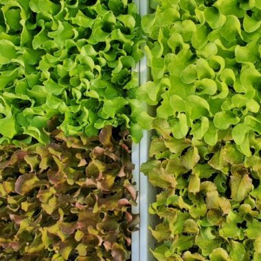 Pour le potager