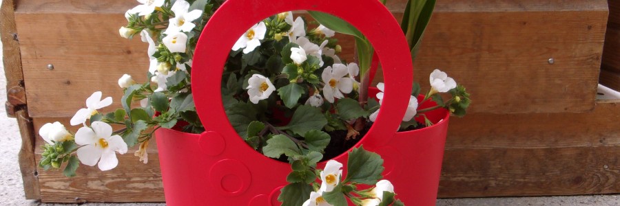 Le 1er mai, pensez au muguet!