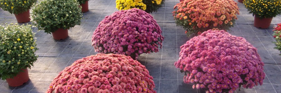 Les chrysanthèmes