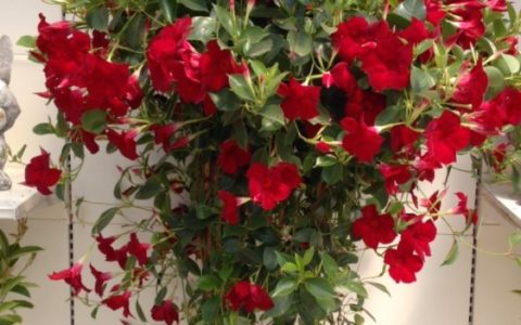 Des fleurs pour la fête des mères !…