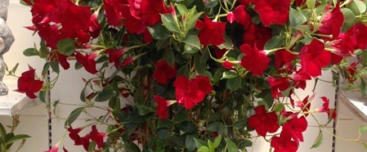 Des fleurs pour la fête des mères !…