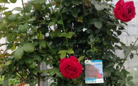 Et pourquoi un rosier pour la fête …