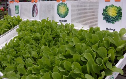N'oubliez pas les salades d�…