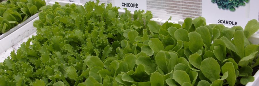 N'oubliez pas les salades d�…