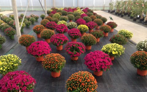 Le chrysanthème roi de l'autom…