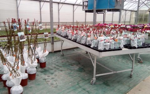 Novembre, le moment de planter les …