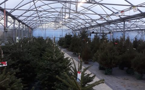 Un vrai sapin pour un vrai Noël!
A…