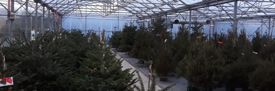 Un vrai sapin pour un vrai Noël!
A…