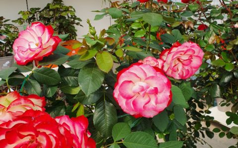 Notre jardinerie est ouverte du lun…