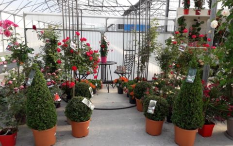 Dimanche 7 juin, offrez des fleurs …