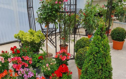 Les Papas aussi aiment les fleurs, …