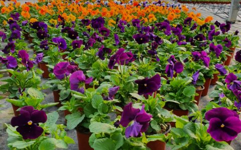 Les plantations du mois d’octobre! …