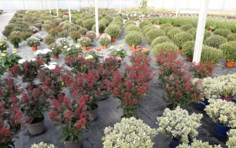 Le chrysanthème roi de l’automne! …