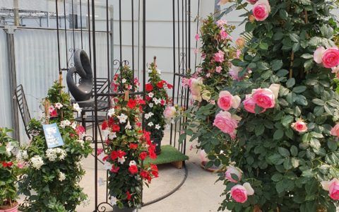 Des fleurs pour la fête des mères!…