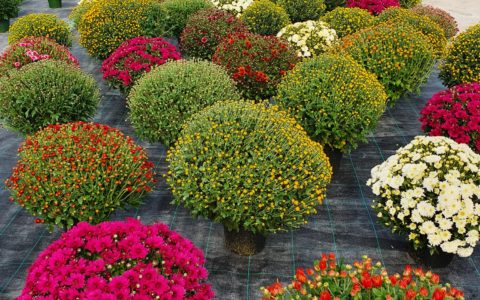 Le chrysanthème roi de l’automne! …