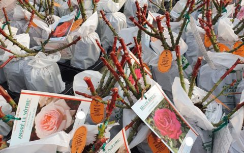 Bientôt le mois de novembre, le mom…