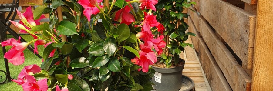 Profitez de ce week-end prolongé et ensoleillé pour embellir vos jardins.
Il est…