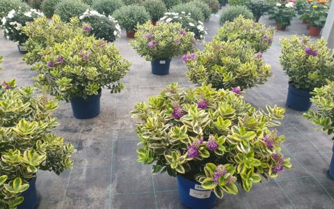Les chrysanthèmes sont arrivés!
