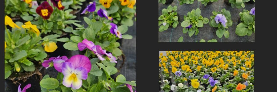 Les plantations du mois d’octobre !…
