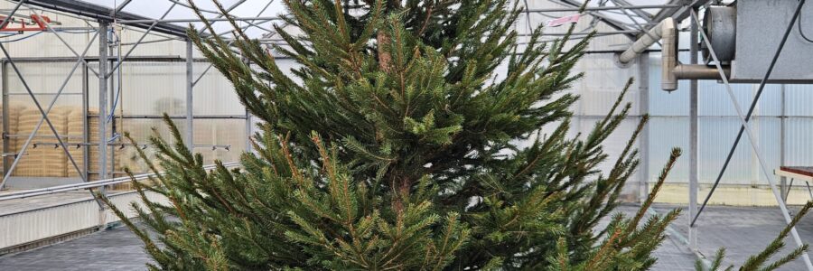 Si vous n’avez pas encore trouvé votre sapin, n’hésitez pas à nous rendre visite, ce bel épicéa de 3m vous attend !…