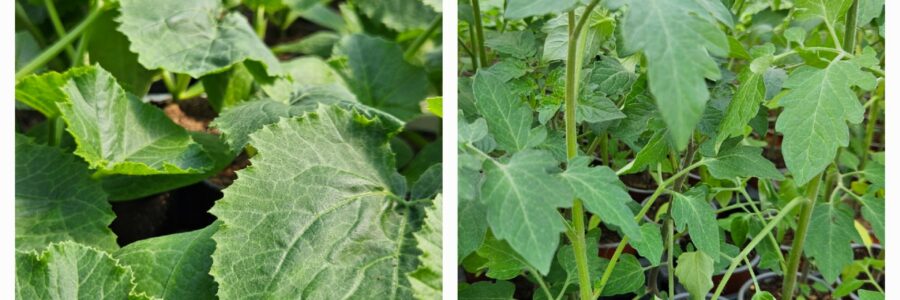 Chers clients, pour les personnes équipées de serre, il est possible depuis une dizaine de jours de planter tomates et c…