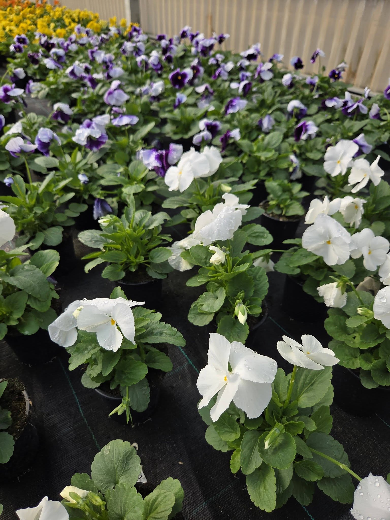 Les plantations du mois d&rsquo;octobre!…