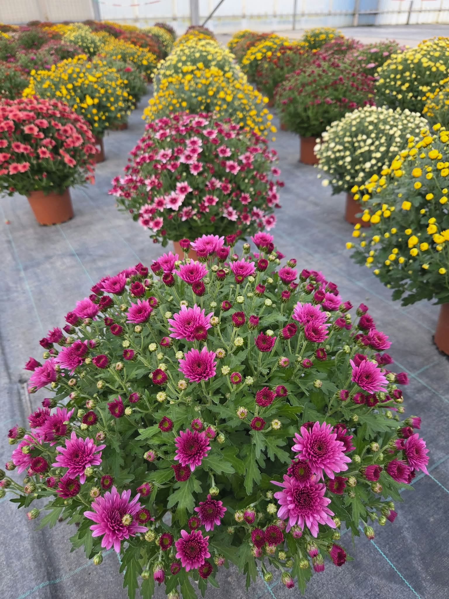 Les chrysanthèmes sont arrivés, pomponnette, carnaval, grosses têtes, large choix et couleurs variées….